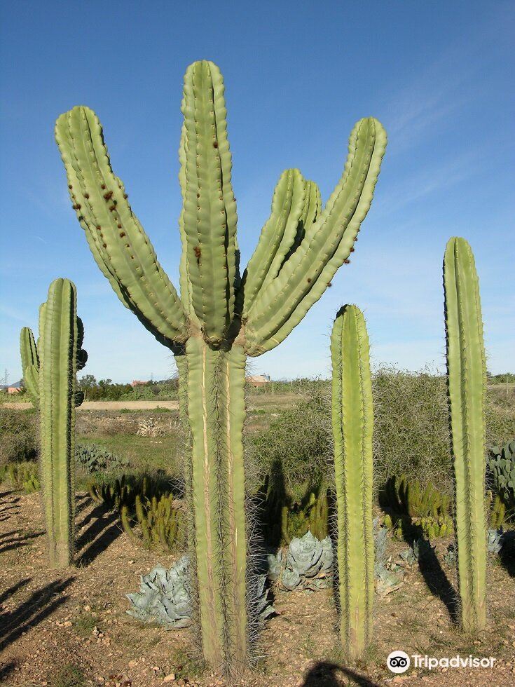 Cactus THIEMANN Tickets [2026] - Promos, Prices, Reviews & Opening Hours |  Trip.com
