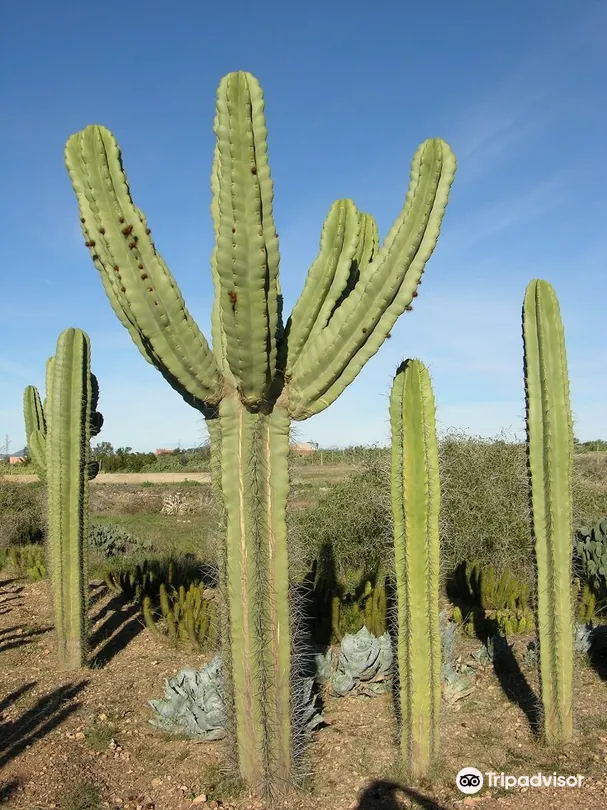5_Cactus THIEMANN