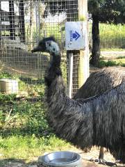 Tier- Wild- und Spielpark Preding