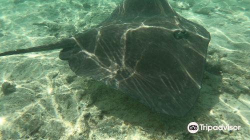 Leopard Rays Trench