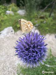 Juliana Alpine Botanical Garden