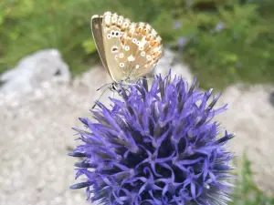 Juliana Alpine Botanical Garden