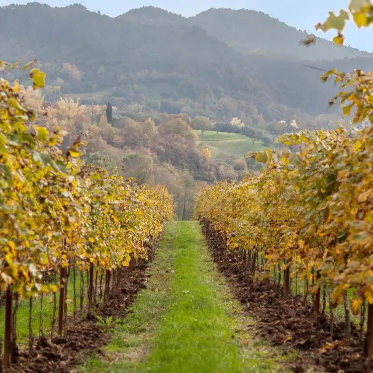 Hotels in Monfumo