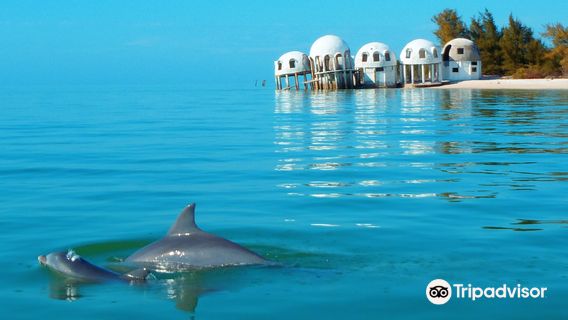 Avi's Watersports - Dolphin Jet Ski Tours