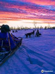 Petter Karlsson Sleddogs