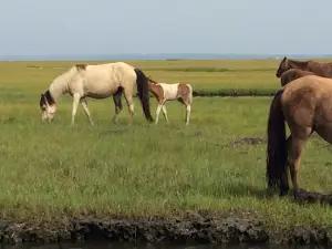 Chincoteague Island Adventures