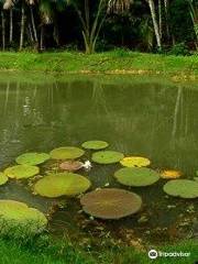 Museum of Amazônia (MUSA)