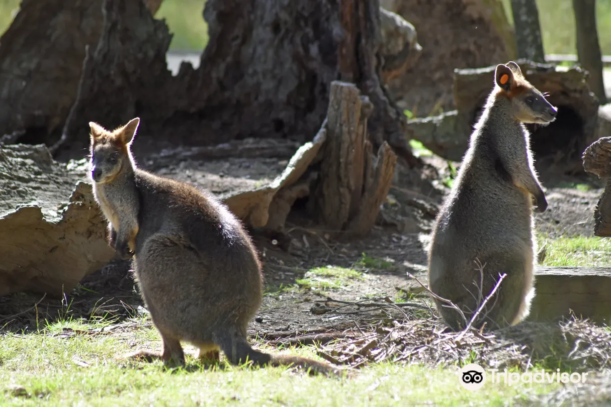 2_Wirrimbirra Sanctuary