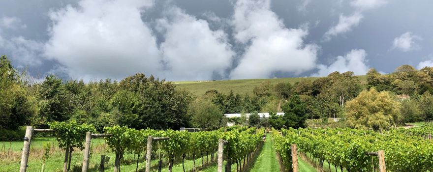 Little Waddon Vineyard