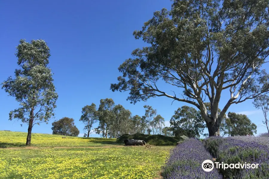 Lyndoch Lavender Farm and Cafe