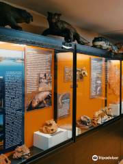 Kotelnich Paleontological Museum
