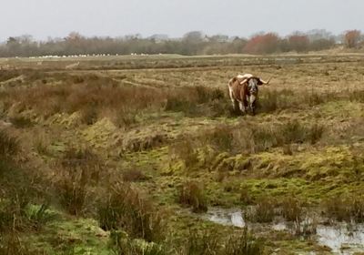 WWT Caerlaverock Wetland Centre