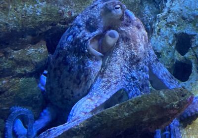 聖塞瓦斯蒂安水族館