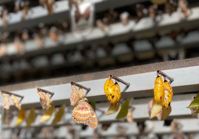 Cambridge Butterfly Conservatory