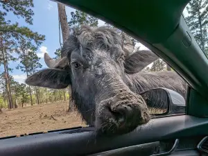 Lonesome Dove Drive Thru Safari LLC