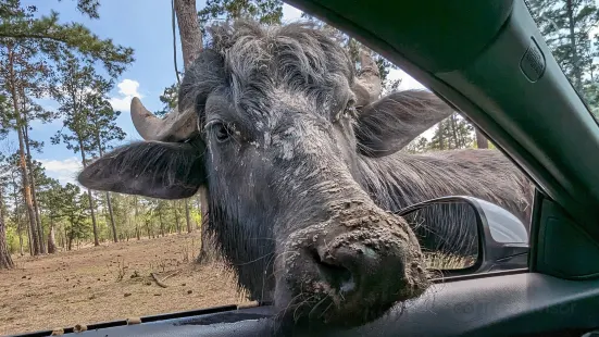 Lonesome Dove Drive Thru Safari LLC