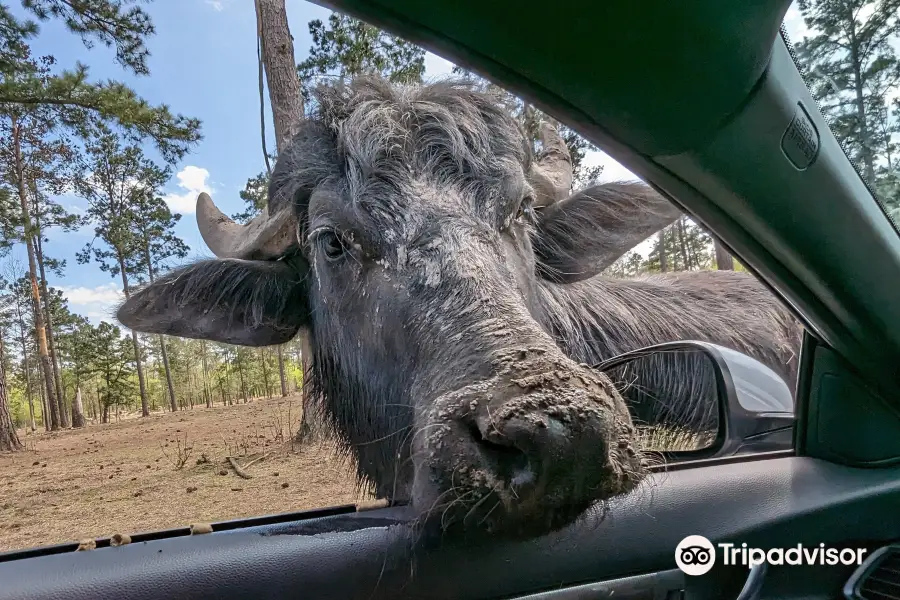 Lonesome Dove Drive Thru Safari LLC