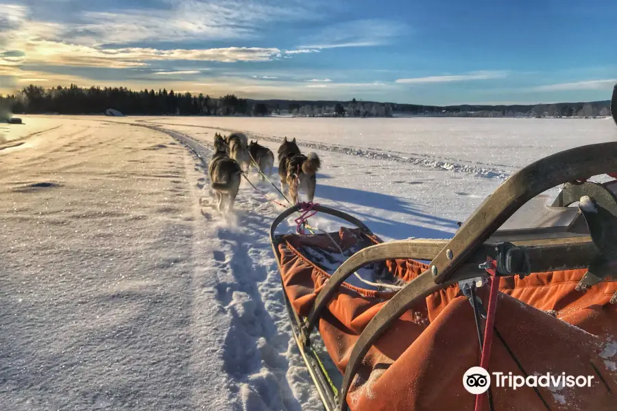 Below zero husky tours