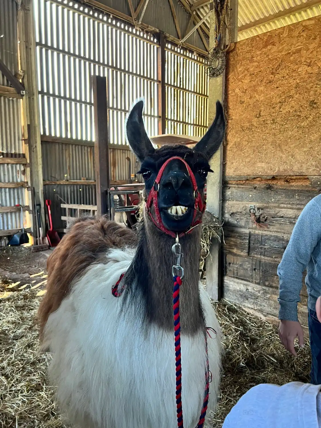 Hotels near Peak Hill Llamas