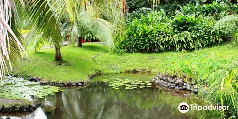 The Water Gardens of  Vaipahi