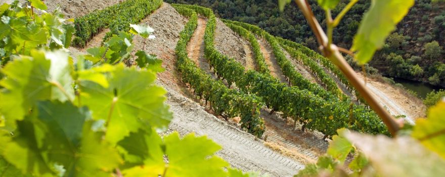Quinta do Panascal