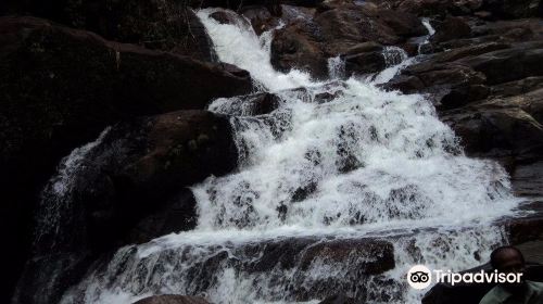 Kanneliya Rain Forest Reserve