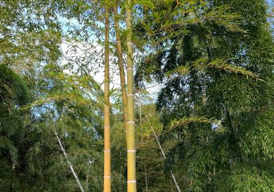 Bamboo Path (Take-no-michi)