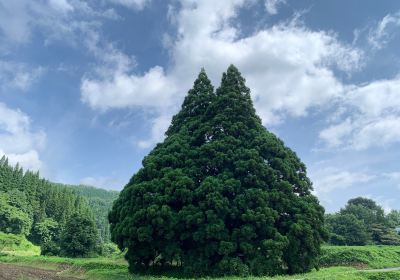 Tall Cedar Tree in Kosugi