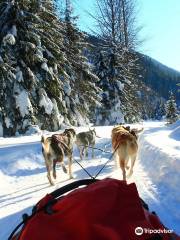 Cold Fire Creek Dogsledding