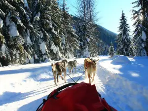 Cold Fire Creek Dogsledding