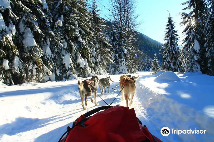 Cold Fire Creek Dogsledding