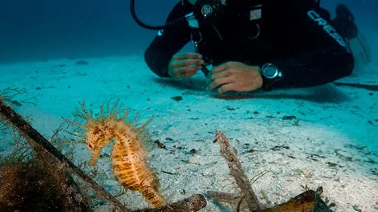 FORMENTERA DIVERS