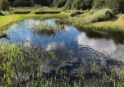 Lakenheath Fen RSPB Reserve