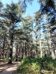 Forêt de Cèdres