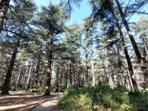 Forêt des cèdres du Luberon