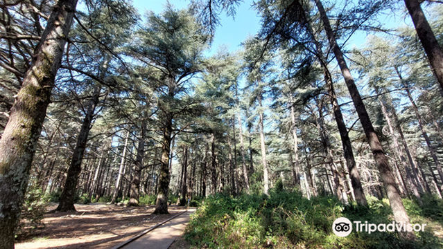 Forêt des cèdres du Luberon