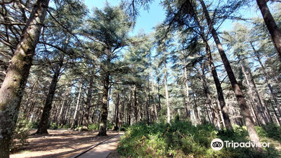 Forêt des cèdres du Luberon