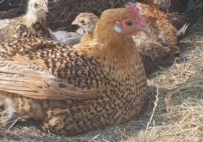 Landbouwmuseum en Kinderboerderij 't Hooivak