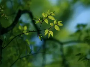 Peam Krasaop Wildlife Sanctuary