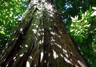 Talbot Forest Scenic Reserve