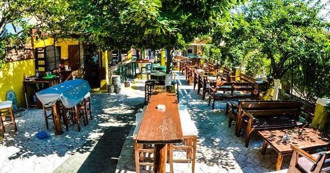 The Lemon Tree