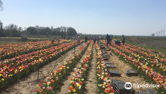 Hanneke's Pluktuin