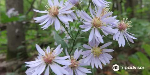 Snowdon Park Preserve