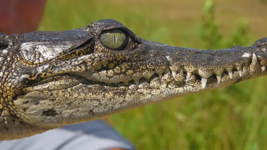 ACES Educational Crocodile Eco-Sanctuary