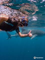 Ningaloo Blue Dive