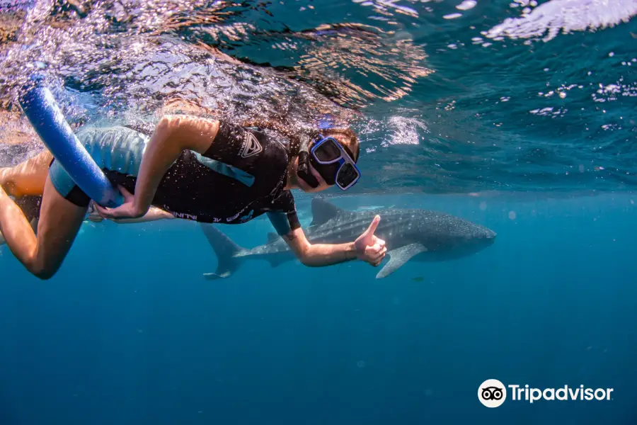 Ningaloo Blue Dive