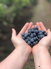 U Pick Blueberry Farm