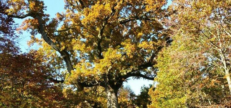 Le Bois - Parcours Nature