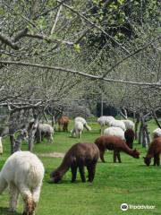 Old Mill Alpacas