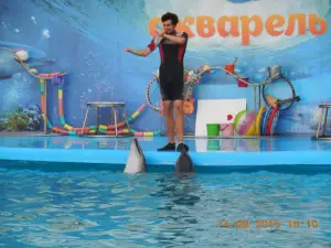 Dolphinarium Akvarel
